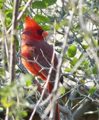Cardinalis cardinalis superbus