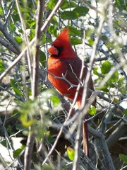 Cardinalis cardinalis superbus