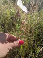 Oenothera engelmannii