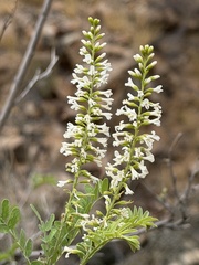 Eysenhardtia orthocarpa, photograph (c) Daniel McNair, some rights reserved (CC BY)