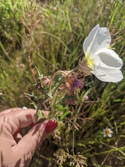 Oenothera engelmannii