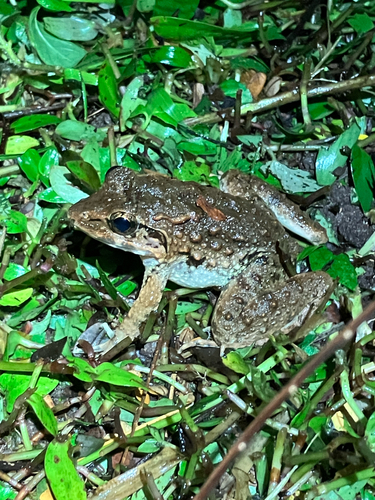 Limnonectes blythii observed 2026-06-17