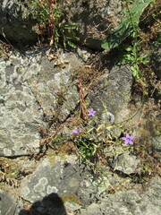 (c) zebedeugalinha, some rights reserved (CC BY) Campanula lusitanica, photograph (c) zebedeugalinha, some rights reserved (CC BY)