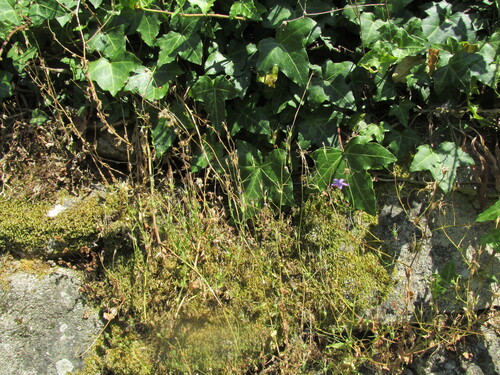 Campanula lusitanica, photograph 4