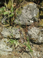 (c) zebedeugalinha, some rights reserved (CC BY) Campanula lusitanica, photograph (c) zebedeugalinha, some rights reserved (CC BY)