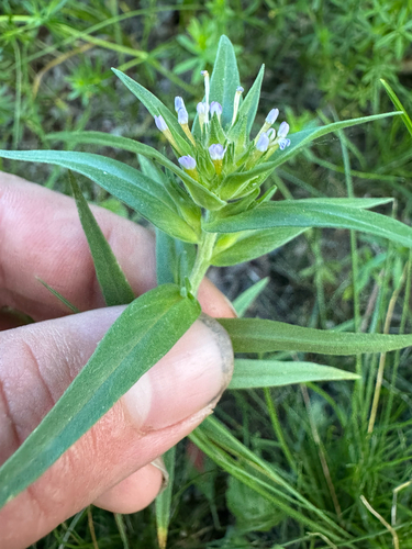Collomia linearis iNat (1)