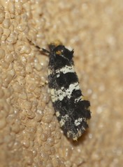 Ardiosteres moretonella