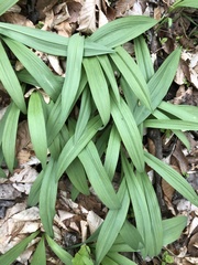 Allium burdickii