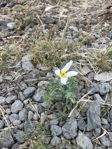 Argemone glauca observed 2026-06-17