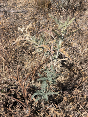 Astragalus brauntonii, photograph (c) klicklo, some rights reserved (CC BY)