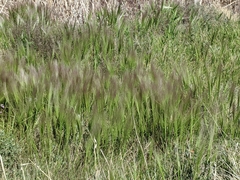 Hordeum jubatum