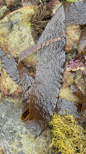 Laminaria farlowii, 2026-06-17