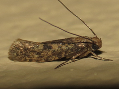 Acrolophinae