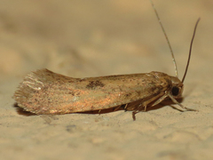 Acrolophinae