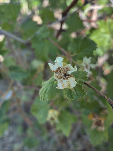 Rubus deliciosus, photograph 5