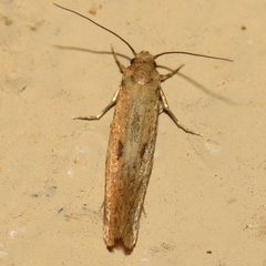 Acrolophinae