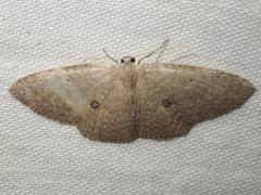 Poecilasthena anthodes