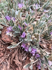 Astragalus tridactylicus