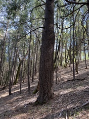 Calocedrus decurrens