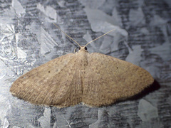 Poecilasthena anthodes