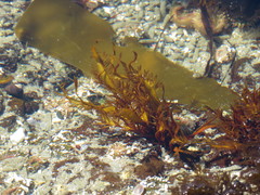 Prionitis lanceolata