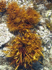 Prionitis lanceolata
