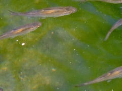 Hesperoleucus symmetricus