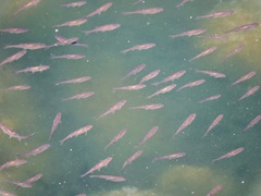 Hesperoleucus symmetricus