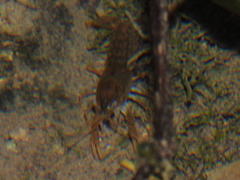 Procambarus regiomontanus