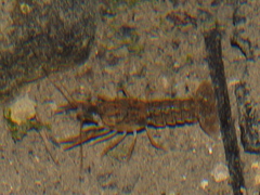 Procambarus regiomontanus