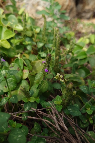 Rostellularia hayatae, photograph 2