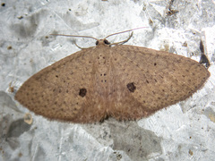 Poecilasthena anthodes