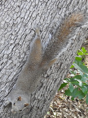 Sciurus alleni