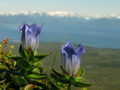 Gentiana platypetala
