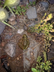 Lithobates yavapaiensis