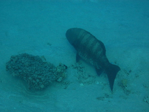 Plectropomus marisrubri