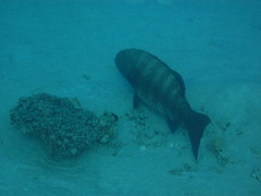 Plectropomus pessuliferus