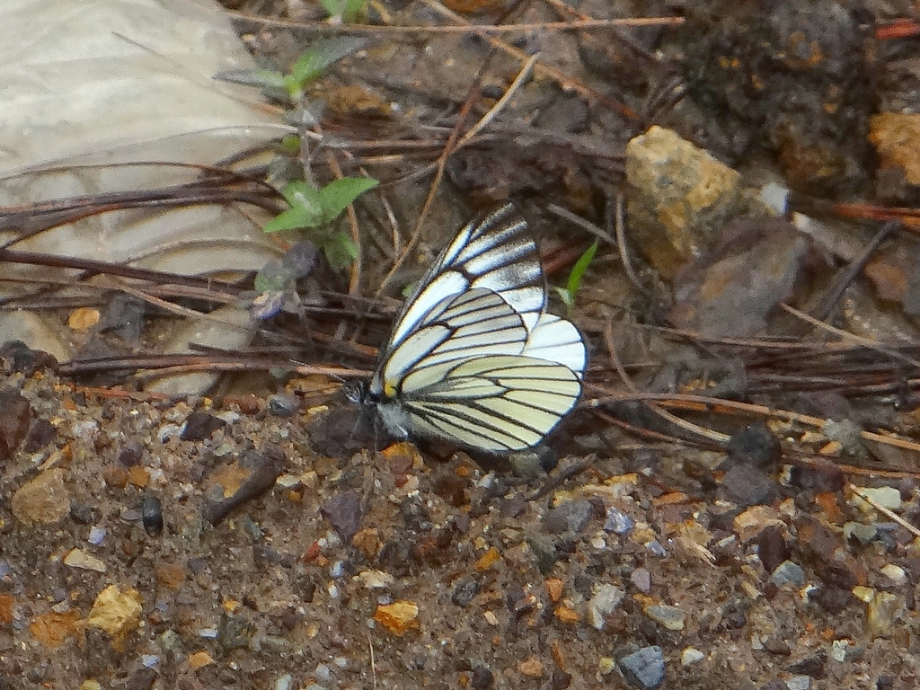 Pieris stoetzneri