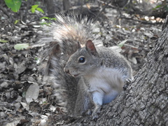 Sciurus alleni
