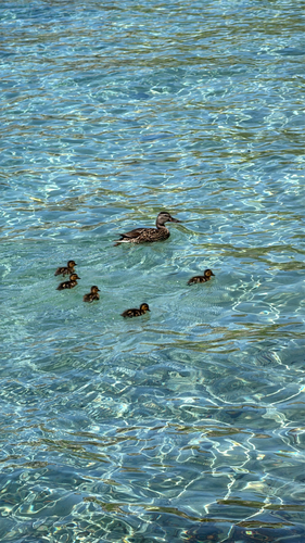 Mallard
