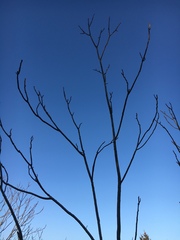 Ailanthus