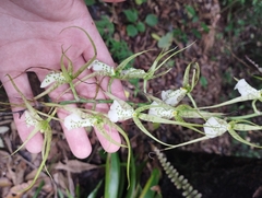 Brassia verrucosa