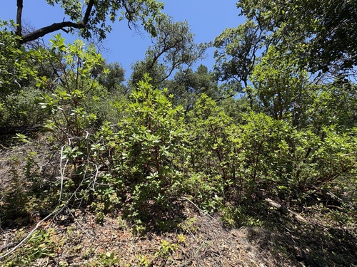 Pacific madrone