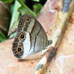 Euptychoides nossis