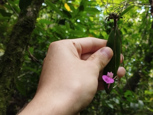 Comparettia falcata, photograph 6