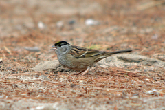Golden-Crowned Sparrow photo 2