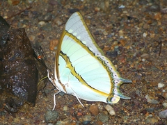 Polyura dolon