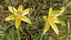 Triteleia ixioides ixioides