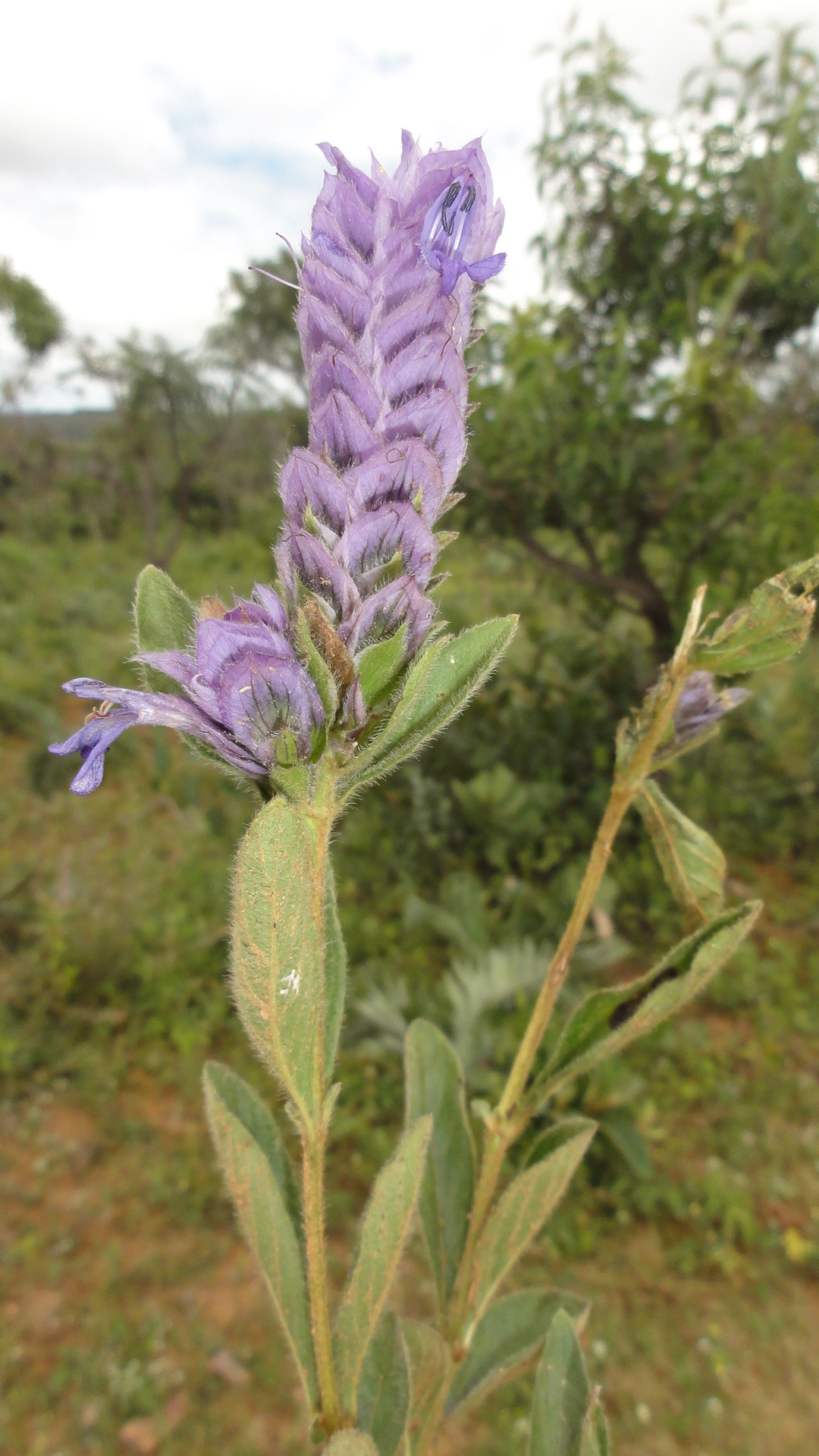 Lepidagathis cyanea