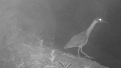 iNaturalist image
